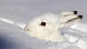 Der Schneehase ist in seinem Winterkleid gut getarnt. Der Schneehase ist in seinem Winterkleid gut getarnt.