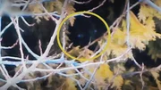 A blue eyed dogman is seen peeking out of a tree in a forest in Wisconsin, the eyes are circled