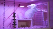 White chinchilla enjoys it&rsquo;s new enclosure.