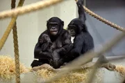 Kurzen Visite bei dem zwei Monate alten Bonobo-Kind Leki im Zoo Berlin. Die Affenfamilie hat ihren j&uuml;ngsten Spr&ouml;ssling gut angenommen.