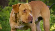 Pit Bull Terrier