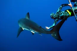 Andre touches great white shark.