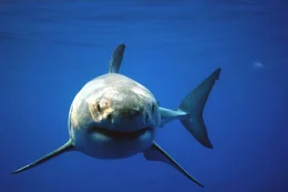 Head-on shot of a great white shark underwater. As seen on GREAT WHITE SHARK: UNCAGED.