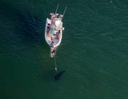 Dr. Greg Skomal und sein Team verbrachten den Sommer damit, Wei&szlig;e Haie mit einer 4K- und Infrarotkamera zu markieren. 6 Haie wurden markiert und die Aufnahmen werden Greg einen neuen Einblick in das Verhalten dieser Haie geben.