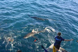 Lauren baiting sharks.