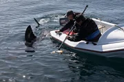 Shark experts Chris Fallows and Jeff Kurr go &sbquo;&Auml;&uacute;fishing&sbquo;&Auml;&ugrave; for great white sharks in a small boat off the coast of Stewart Island, New Zealand.