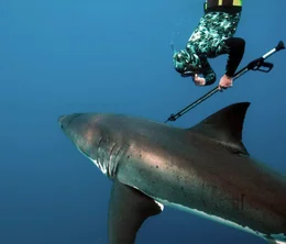 Andre Hartman diving toward Great White shark.