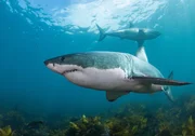 Great white sharks swim through the water off the coast of Stewart Island, New Zealand.