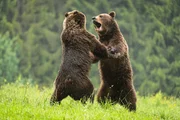 Zwei europäische Braunbären (Ursus arctos) kämpfen im Regen.