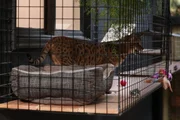 Savannah cat Yakira explores her new outdoor cage and walkway.
