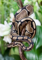 Royal Python snake creeping on a wooden branch