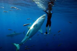 Great white shark gives Bob a kiss.