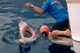 Andre attempting to 'snout touching' a great white shark.