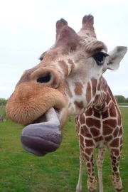 Giraffenbulle Meru kann nicht genug bekommen.