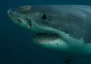 Great White Shark, New Zealand.