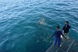 Charlie and Andrew on deck with bait and fincam.