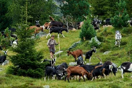 Geissenpeter (Quirin Agrippi)