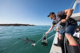 Dickie chivell-working with great white.