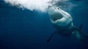 A mako shark swims in the deep blue waters off the coast of Jupiter, Florida.