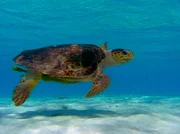 Schildkröte. Schildkröte.