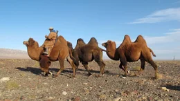 Kamele in der W&uuml;ste Gobi.