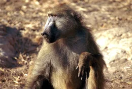 Paviane.