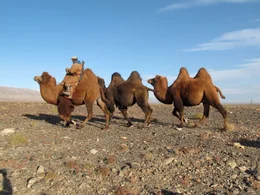 Kamele in der W&uuml;ste Gobi.