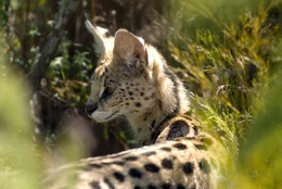 Universum: "Im Bann der Drachenberge", Ein Portrait des h&ouml;chsten Gebirges im s&uuml;dlichen Afrika. Die Drakensberge sind ein s&uuml;dafrikanischer Nationalpark und Weltnatur- und -kulturerbe. Die Hauptdarsteller des Films sind ein Trupp von Pavianen und eine Familie von Elen-Antilopen. Beide Arten ziehen mit den Jahreszeiten und dem verf&uuml;gbaren Nahrungsangebot Jahr f&uuml;r Jahr aus den Ebenen am Fu&szlig; der Drakensberge hinauf in die Gipfelregion, wo sie K&auml;lte, St&uuml;rme und heftige Unwetter erwarten. Der Film wird im Speziellen ein Elen-Kalb ein Jahr lang auf seinem Weg durch die Bergwelt und beim Heranwachsen begleiten.  SENDUNG: 3sat - FR - 08.01.2021 - 09:40 UHR. - Veroeffentlichung fuer Pressezwecke honorarfrei ausschliesslich im Zusammenhang mit oben genannter Sendung oder Veranstaltung des ORF bei Urhebernennung.