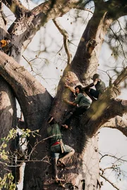 Eva klettert mit Hadza-Jägern und -Sammlern auf einen Baum.