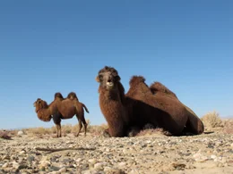 Kamele in der W&uuml;ste Gobi.