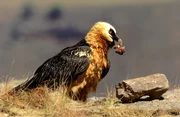 Bartgeier.