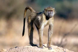Paviane.