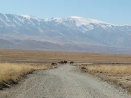 Kamele in der W&uuml;ste Gobi.