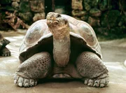 Riesenschildkröte Riesenschildkröte