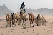 Kamele habe eine lange Tradition in der saudi-arabischen Kultur. In erster Linie dienen sie als Transportmittel, doch auch bei Rennen und Schönheitswettbewerben laufen die Tiere auf.