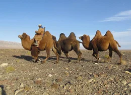 Kamele in der Mongolei