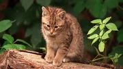 Gerade in jungem Alter sind Wildkatzen nur schwer von Hauskatzen zu unterscheiden.