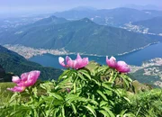 Wunderwelt Schweiz Wilde Bergwelt Tessin Staffel 1, Episode 6 Bl&uuml;tenpracht in den Tessiner Bergern: