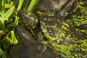 Europäische Sumpfschildkröten sonnen sich. Europäische Sumpfschildkröten sonnen sich.