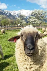 Die Landschaft im S&uuml;den Nieder&ouml;sterreichs ist gepr&auml;gt von den letzten Ausl&auml;ufern der Alpen. Dieser filmische Streifzug pr&auml;sentiert die "Sonnenberge" mit ihrer vielf&auml;ltigen Natur und Kultur - ein umfassendes Portr&auml;t dieses Lebensraumes und seiner Bewohner. Der eine z&uuml;chtet "Alpenlachse", der andere "hat Pech": Hier gewinnen Bauern im Nebenerwerb als "Pecher" auf traditionelle Weise das Harz der Schwarzkiefer - f&uuml;r Kosmetikprodukte, Terpentin&ouml;l sowie Kolophonium f&uuml;r Instrumentensaiten. In der Region zwischen Rax und Buckliger Welt finden sich auch die Hausberge der Wiener: F&uuml;r viele Erholung Suchende und Extremsportler, Naturliebhaber und Kulturfreunde liegt dieses Paradies praktisch vor der Haust&uuml;r.