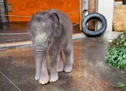 Ein Elefantenbaby schläft im Stehen.