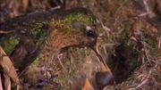 Noch vor 10.000 Jahren gab es in den Anden Kondore mit einer Flügelspannweite von sieben bis acht Metern. Heute messen sie maximal drei Meter. Der Kolibri (im Bild), der mit dem Kondor in "atemberaubenden Höhen" lebt, ist dagegen winzig klein und wirkt unglaublich zerbrechlich. Und es scheint, dass er mit den Widrigkeiten dieser rauen Natur verblüffend gut umgehen kann. In "Welt der Tiere" wird nach den Gründen gesucht. Noch vor 10.000 Jahren gab es in den Anden Kondore mit einer Flügelspannweite von sieben bis acht Metern. Heute messen sie maximal drei Meter. Der Kolibri (im Bild), der mit dem Kondor in "atemberaubenden Höhen" lebt, ist dagegen winzig klein und wirkt unglaublich zerbrechlich. Und es scheint, dass er mit den Widrigkeiten dieser rauen Natur verblüffend gut umgehen kann. In "Welt der Tiere" wird nach den Gründen gesucht.