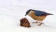 Für die heimische Tierwelt ist der Winter keine leichte Zeit bei der Suche nach Nahrung. - Kleiber mit Tannenzapfen.