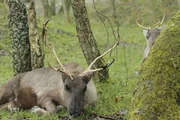 Rentiere leben im Tierpark Salaburg wie in der Wildnis. Eine große Herde hat ein riesiges Gehege für sich allein. Rentiere leben im Tierpark Salaburg wie in der Wildnis. Eine große Herde hat ein riesiges Gehege für sich allein.