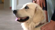 Auf Sylt muss die Golden Retriever Hündin Joy kastriert werden. Auf Sylt muss die Golden Retriever Hündin Joy kastriert werden.