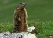 Wunderwelt Schweiz - Beaver.
