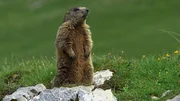 "Wunderwelt Schweiz: Die Jura-Region - Erz&auml;hlt von Max Moor": Murmeltier.