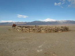 Kamel in der W&uuml;ste Gobi.
