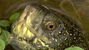 Eine Europäische Sumpfschildkröte schaut vorsichtig aus dem Wasser. Eine Europäische Sumpfschildkröte schaut vorsichtig aus dem Wasser.