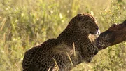 Leopard: Anders als der Gepard ist der Leopard auch am Kopf mit schwarzen Punkten bedeckt. Leopard: Anders als der Gepard ist der Leopard auch am Kopf mit schwarzen Punkten bedeckt.